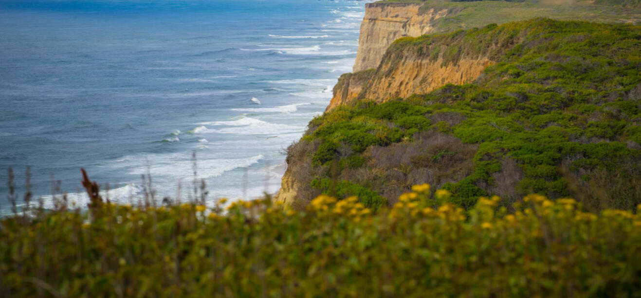 Maple Guild Info Information for Maple Guild which shows their high ranks. Maple Guild the only guild to allow it's Guilders to have any name, even if they are born in the guild. This means Copperlight does not require Maple Guilders to have a prefix-suffix name. Maple Gui