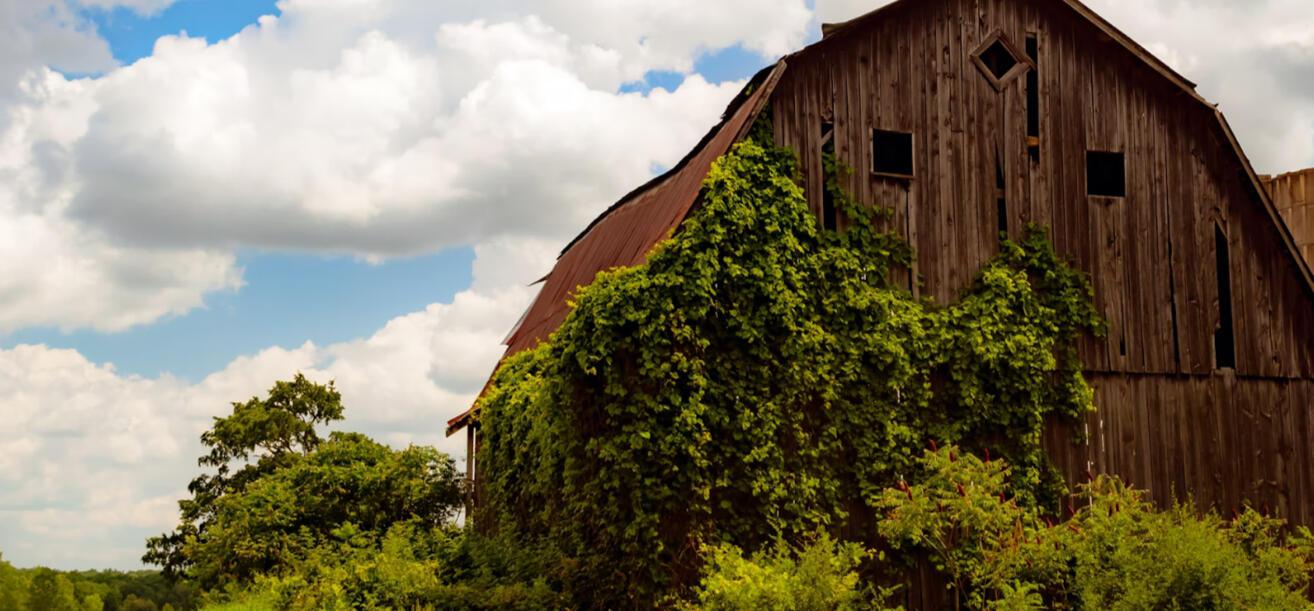 Maple Guild Info Information for Maple Guild which shows their high ranks. Maple Guild the only guild to allow it's Guilders to have any name, even if they are born in the guild. This means Copperlight does not require Maple Guilders to have a prefix-suffix name. Maple Gui